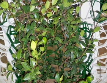Roheseinad