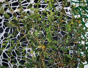 Roheseinad